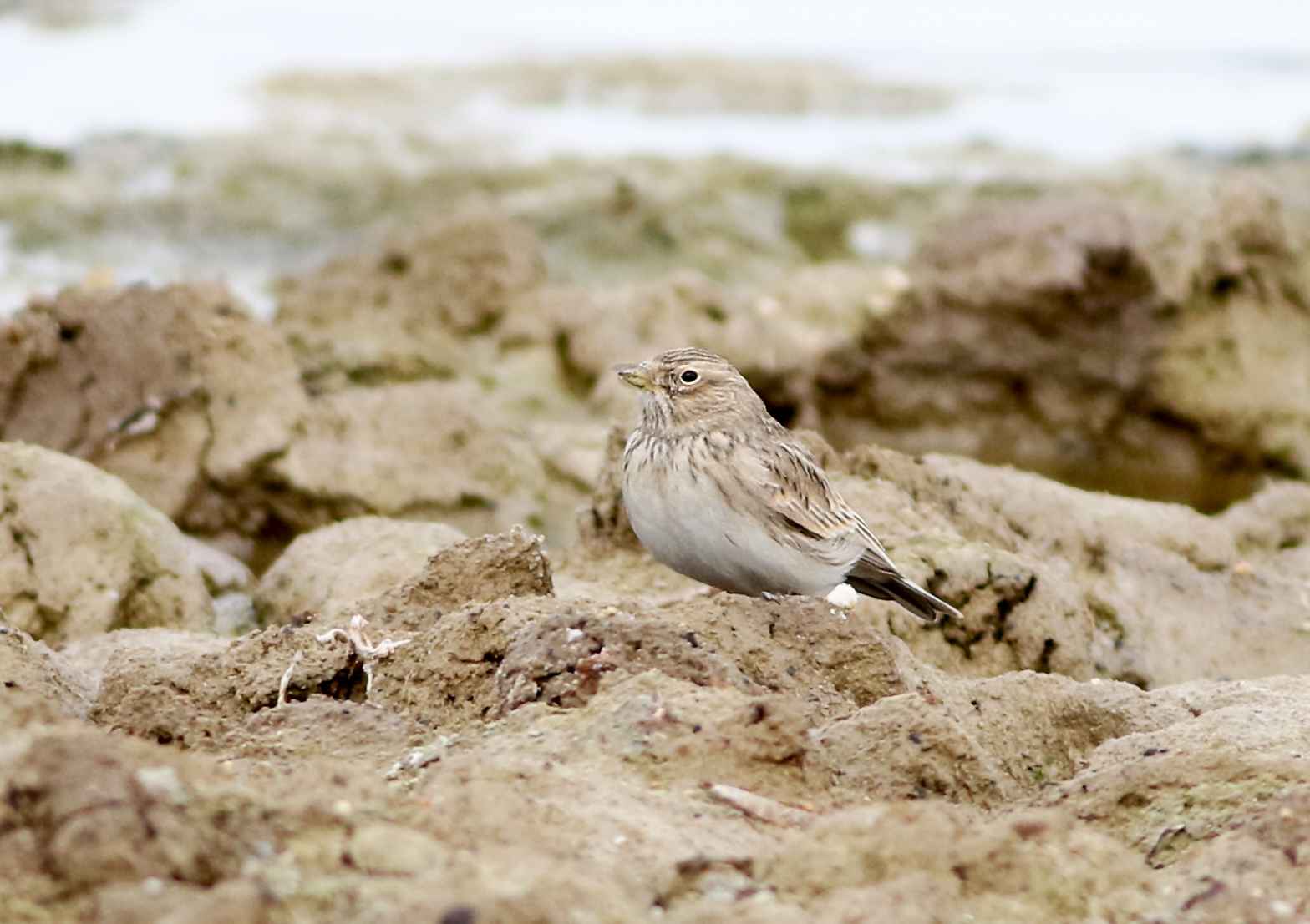 Lesser Short-toed Lark